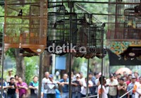 Peserta dari wilayah Jabotabek dan beberapa wilayah daerah, ikut memeriahkan perlombaan burung berkicau fauzi Bowo Cup 2102.