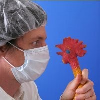 Jutaan Unggas Terinfeksi, Meksiko Darurat Flu Burung