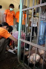 Kesehatan Orangutan di TSTJ Solo Diperiksa