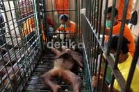 Pengambilan sampel darah dilakukan oleh petugas dari Centre for Orangutan Protection (COP) dan TSTJ Solo. Muchus Budi Rahayu/detikcom.
