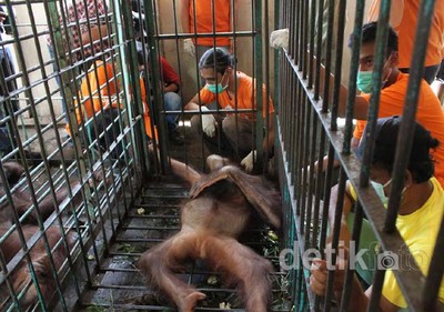 Kesehatan Orangutan di TSTJ Solo Diperiksa