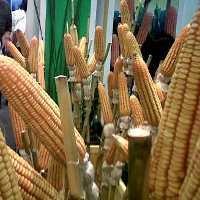 Perdagangan Jagung dan Kedelai akan Diatur Khusus