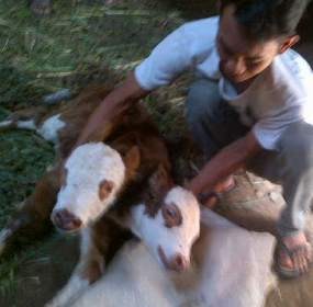 Sapi Berkepala Dua Lahir di Malang