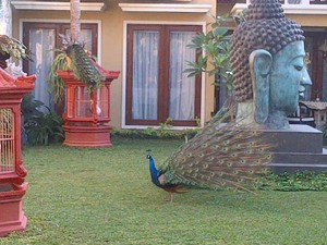 Koleksi Unik Anggota DPR, Bambang Soesatyo & Burung Langka