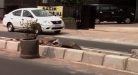 Seperti terlihat dari foto kiriman Otolovers, Muhammad Taufiq, taksi yang aslinya sebuah Nissan Almera berkelir putih terlihat di daerah Ciputat masih dengan pelat putih. (Muhammad Taufiq)
