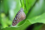 Kupu-kupu Cantik dari Penang, Malaysia