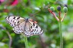 Kupu-kupu Cantik dari Penang, Malaysia