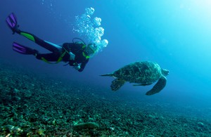 Mau Menyelam? Urus Dulu Diving License-nya