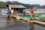 Peluang Tambak Ikan Masih Luas