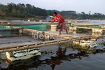 Peluang Tambak Ikan Masih Luas