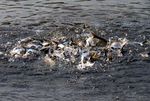 Peluang Tambak Ikan Masih Luas