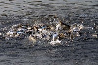 Di kawasan ini jenis ikan yang dibudidayakan adalah ikan nila dan patin.