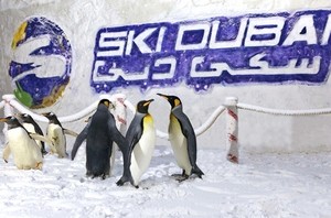 Hebat! Di Dubai Ada Penguin
