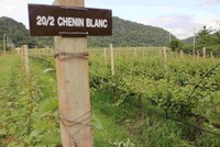 Anggur yang dihasilkan di lahan pertanian GranMonte antara lain Shiraz, Tempranillo, Chenin Blanc dan Cabernet Sauvignon.