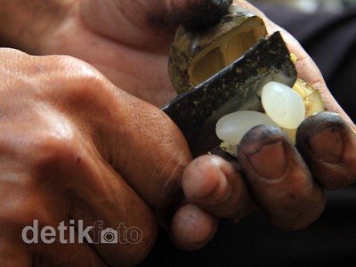 Jelang Ramadan, Petani Kolang-kaling Panen