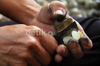 Kolang-kaling ini dijual Rp 10.000/kg yang akan dilempar ke pasar di Bandung dan Jakarta.