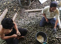 Kolang-kaling kerap menjadi makanan yang dikonsumsi pada bulan Ramadhan untuk berbuka puasa. Desa Saguling merupakan salah satu penghasil kolang-kaling di Kabupaten Bandung Barat.