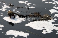 Warga memilah sampah di antara buih di Banjir Kanal Timur di kawasan Cipinang Besar Selatan, Jakarta Timur.