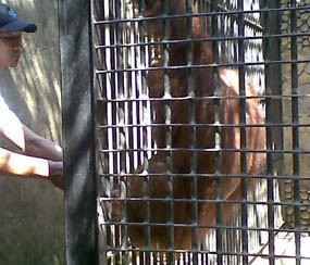 Sepasang Orangutan Milik Warga Pasuruan Disita