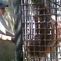 Polisi Tetapkan Warga Pasuruan Pemilik Orangutan Sebagai Tersangka