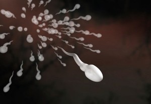 Sulitnya Mengendalikan Ratusan Juta Sperma Agar Tak Masuk ke 1 Sel Telur