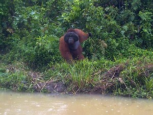 Mengadopsi Orangutan Demi Konservasi, Kenapa Tidak?