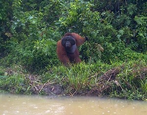 Samboja, Rumah Orangutan di Kaltim