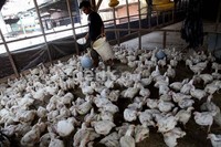 Pekerja tengah memberi makan ayam negeri di peternakannya kawasan Johar Baru, Jakarta, Kamis (12/7/2012).