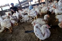 Menjelang Ramadan harga ayam mulai merangkak naik.