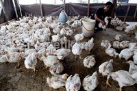 Harga ayam negeri yang semula Rp 20 ribu kini naik menjadi Rp 28 ribu.