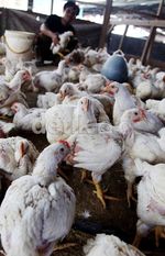 Jelang Ramadan, Harga Ayam Naik