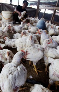 Seorang pekerja sedang memberikan pakan ayam di peternakannya di kawasan Johar Baru, Jakarta. Jelang Ramadhan, harga bahan pokok dan ayam mulai melonjak naik.