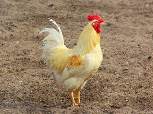Makan Ayam Ternak Bisa Menghambat Sel Kanker?