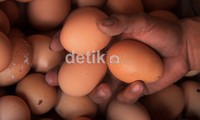 Kenaikan harga telur itu terjadi sejak Senin lalu dengan rata-rata kenaikan sebesar Rp 500 per hari.