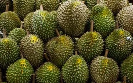 Nahas! Pria Malaysia Tewas Tertimpa Sekeranjang Penuh Durian