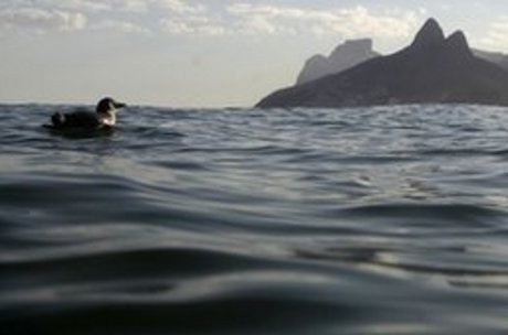 Mengenaskan! Lebih Dari 500 Penguin Mati Misterius di Pantai Brasil