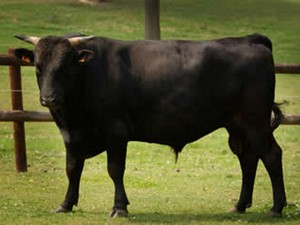 Sapi yang Minum Wine Dagingnya Lebih Lezat