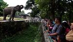 Asyik, Hari Ini Masuk Ragunan Gratis