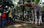 Asyik, Hari Ini Masuk Ragunan Gratis
