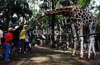 Pengunjung bisa secara gratis melihat koleksi binatang yang ada di Ragunan.