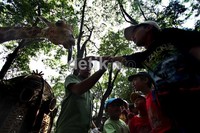 Beberapa anak memberi makan seekor jerapah di Kebun Binatang Ragunan.