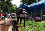 Asyik, Hari Ini Masuk Ragunan Gratis