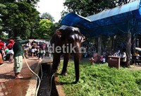 Petugas memandikan seekor gajah. Program masuk gratis Ragunan salah satu rangkaian perayaan HUT DKI Jakarta ke-485 yang sempat tertunda karena proses Pilkada DKI 2012.