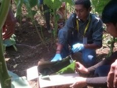 Warga Garut Heboh, Ada Mayat Bayi di Kebun Tembakau