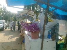 Jelang Ramadan, Penjual Bunga Tabur di Pemakaman Kebanjiran Rezeki