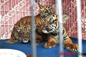 Pemuda Buruh Kebun Sawit Tewas Diterkam Harimau di Depan Orang Tuanya