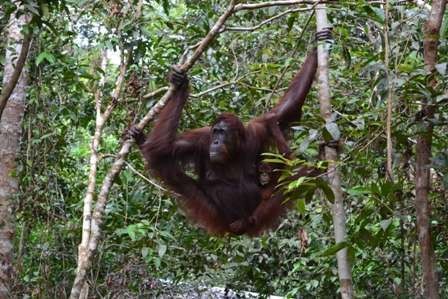 Wisata Konservasi Orangutan Tak Hanya Di Tanjung Puting