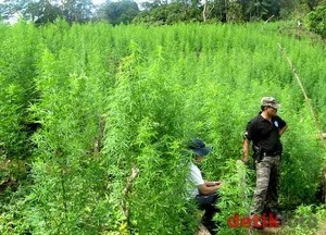 25 Hektar Ladang Ganja Ditemukan di Aceh Besar