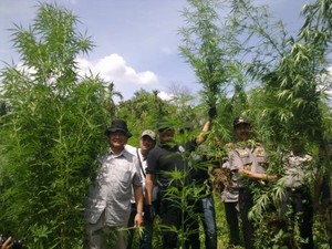 Kapolda: Orang Aceh Hanya Tanam Ganja, Pemodal dari Luar Provinsi
