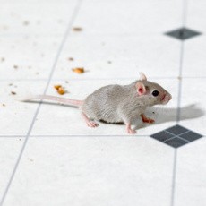 Hiii... ! Ada Buntut Tikus dalam Hamburger McDonalds di Chili